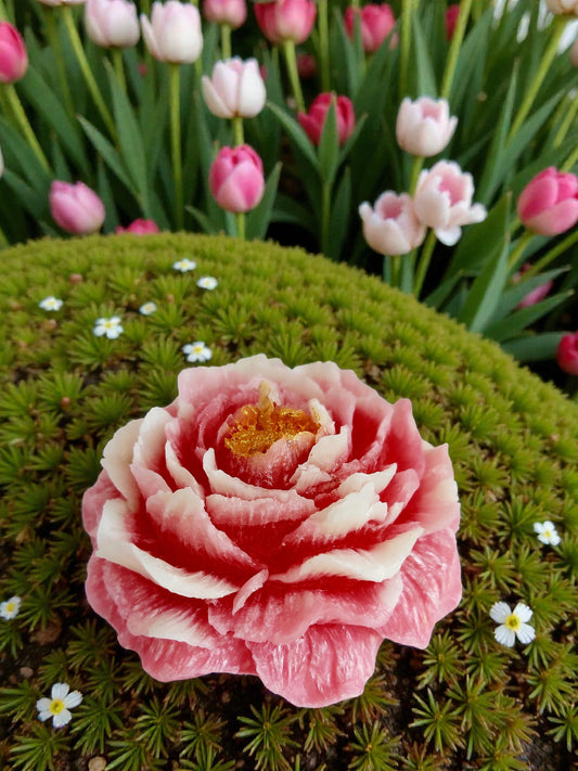 Peonia